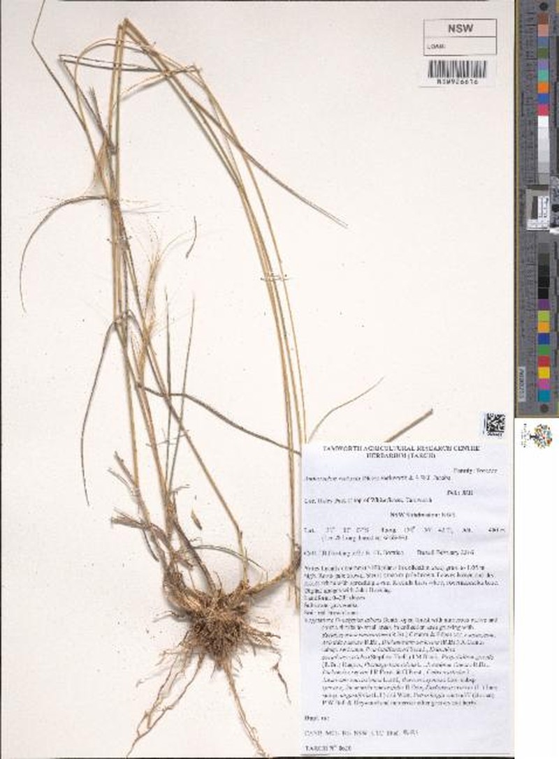 Anthosachne rectiseta