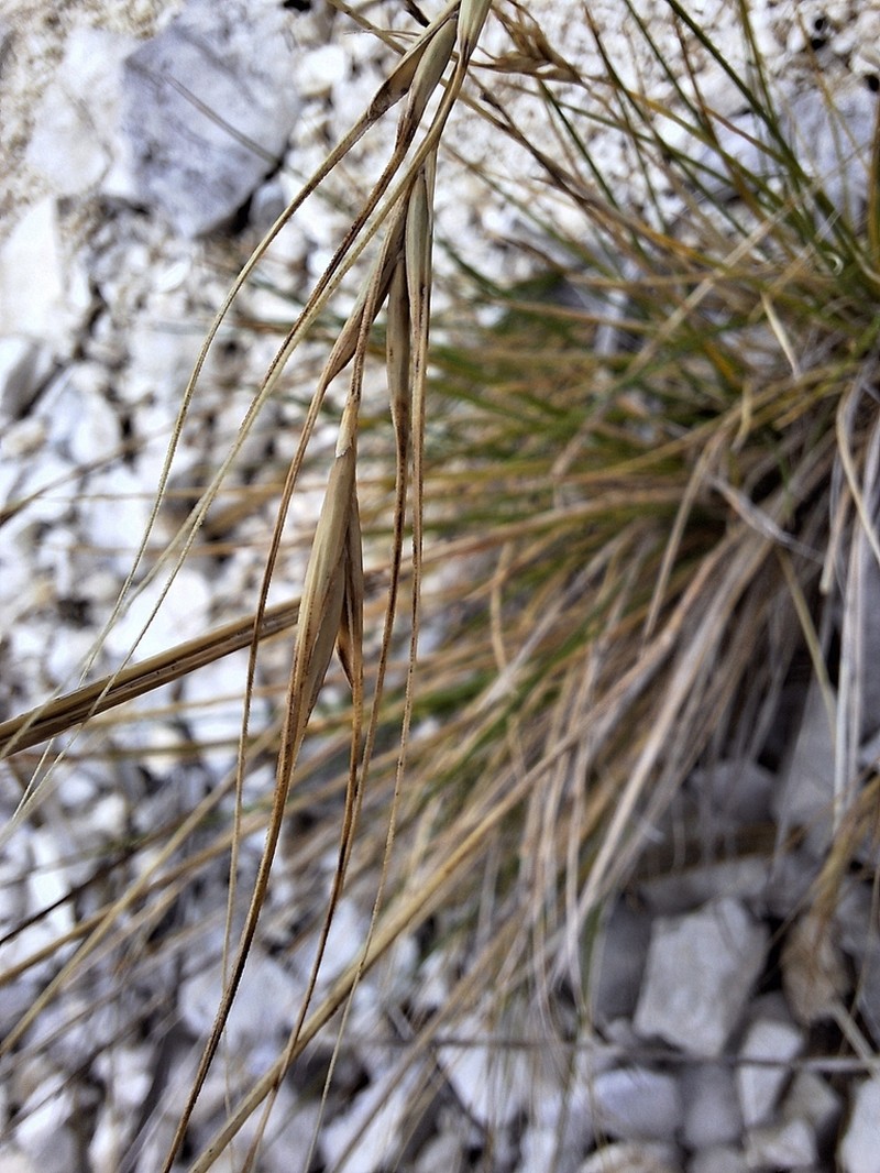 Anthosachne sacandros photo 5