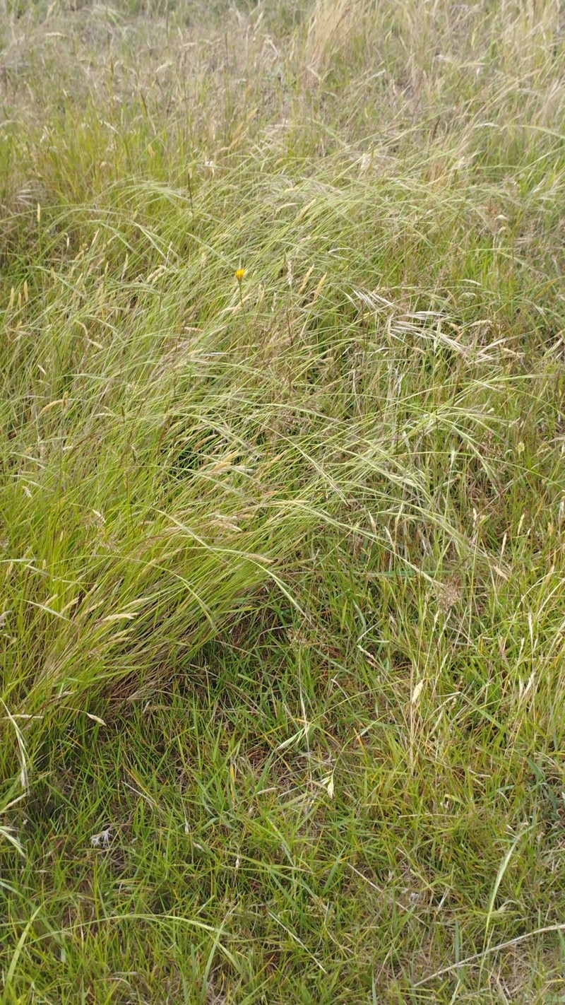 Anthosachne scabra photo 2
