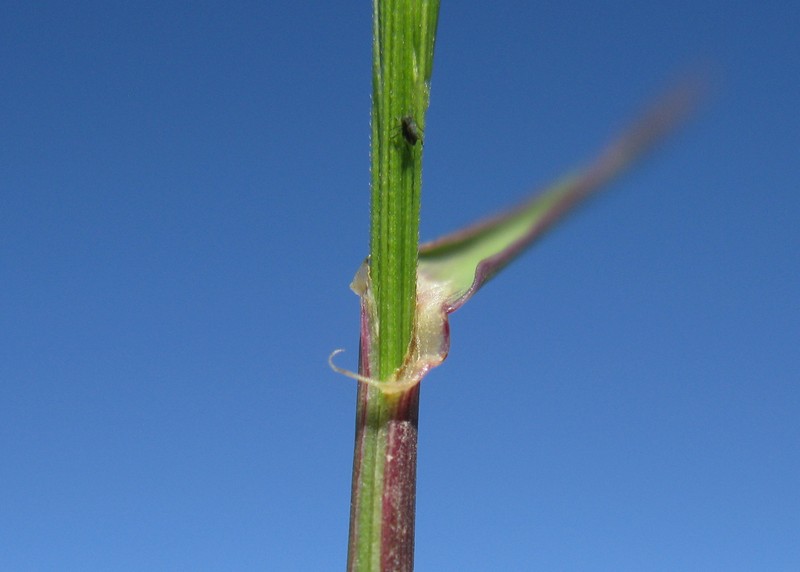 Anthosachne scabra photo 3