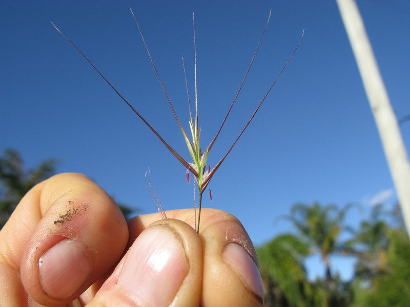 Anthosachne scabra photo 4