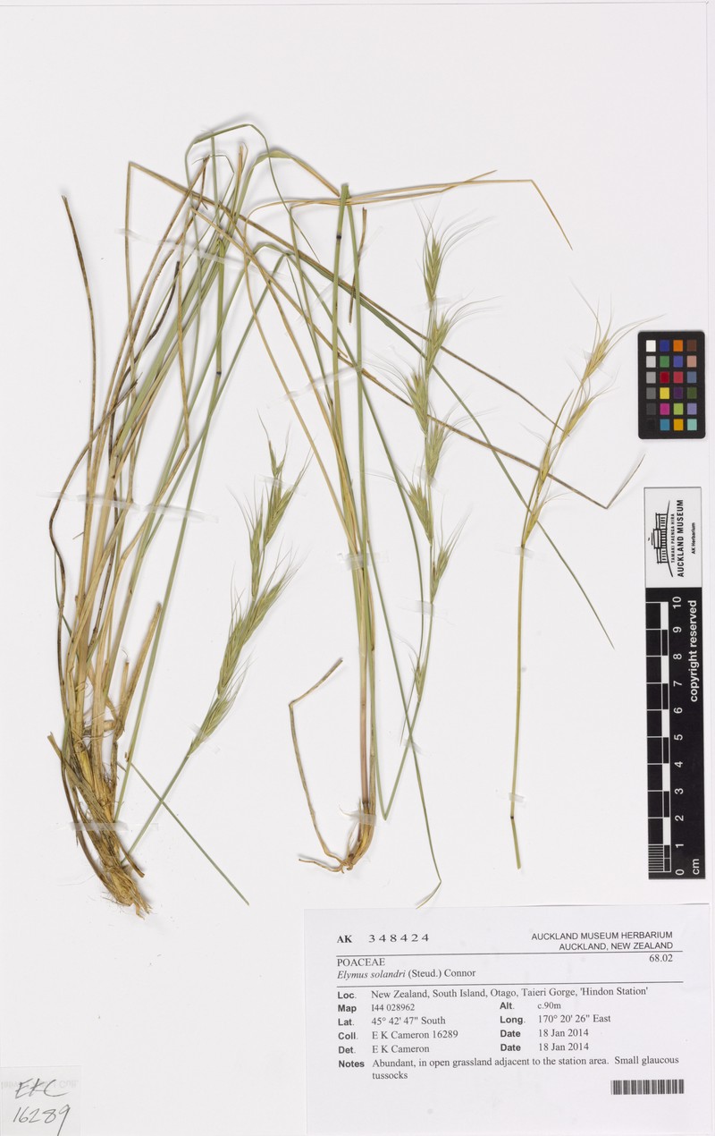 Anthosachne solandri