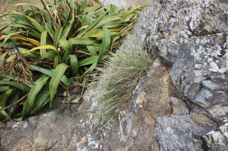 Anthosachne solandri photo 5