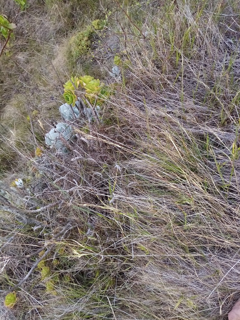 Anthosachne solandri photo 6