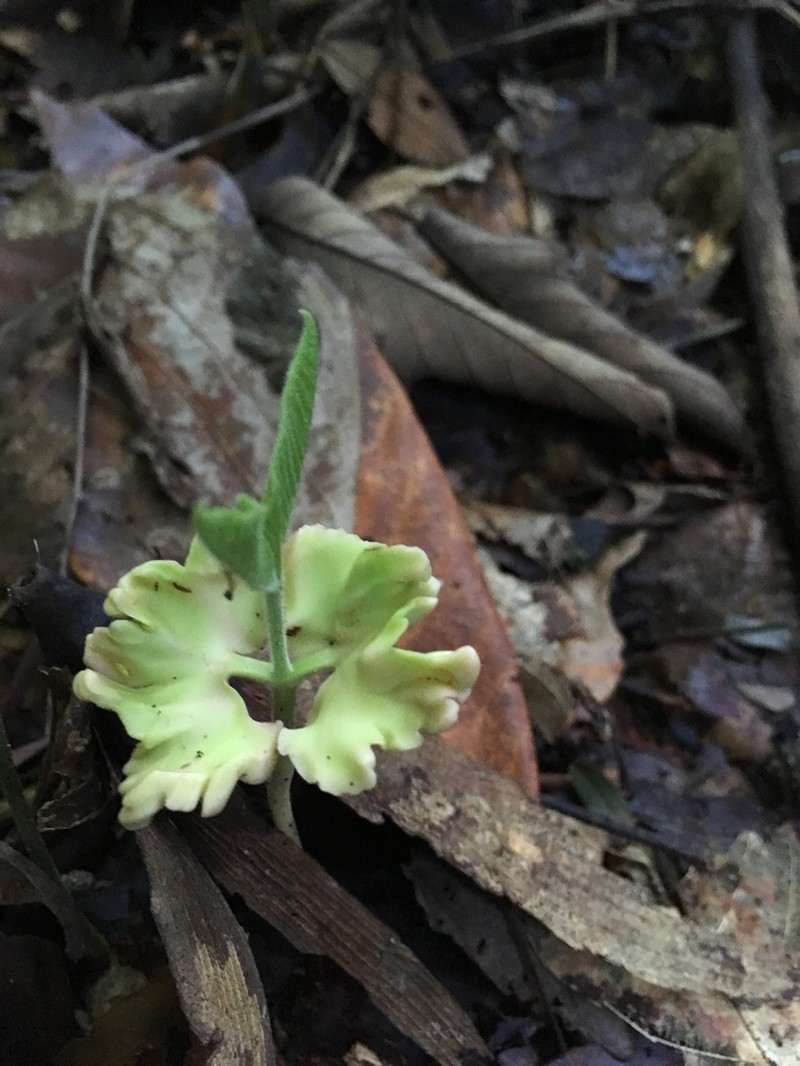 Anthoshorea agamae photo 4