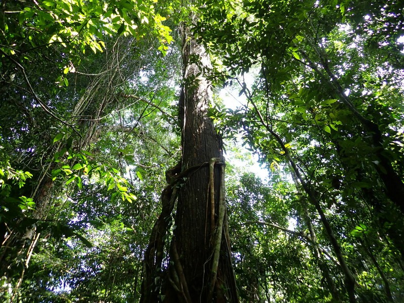 Anthoshorea agamae photo 5
