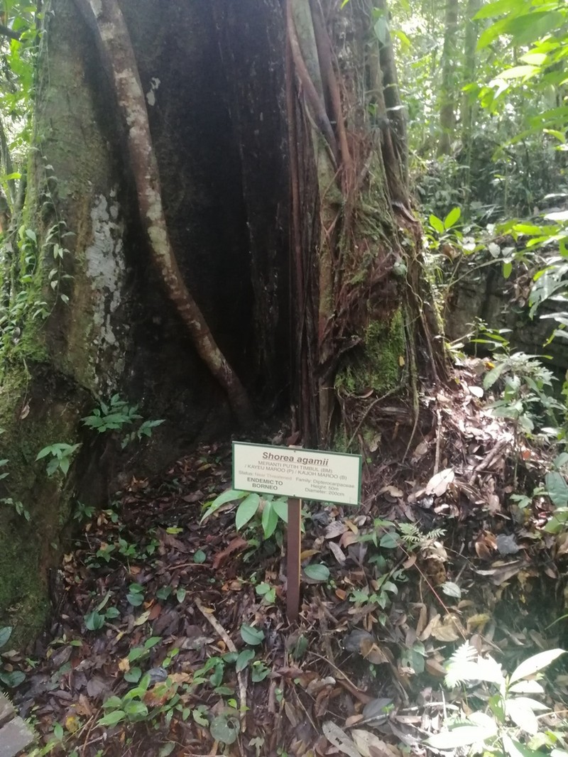 Anthoshorea agamae photo 6