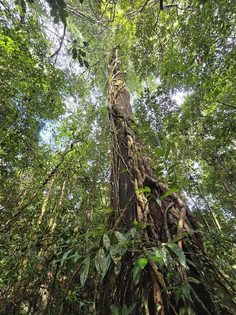 Anthoshorea agamae photo 7