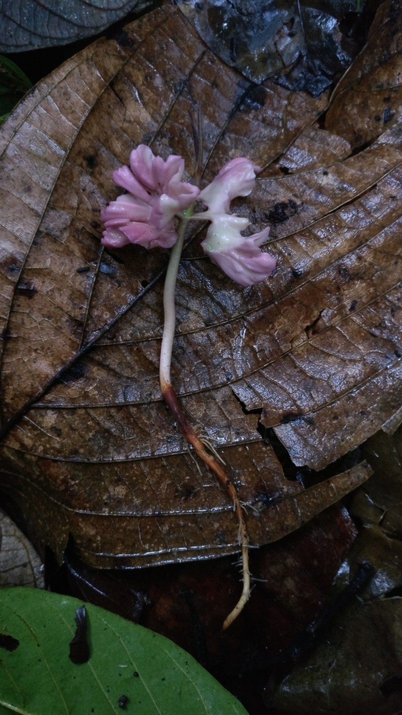 Anthoshorea agamae photo 8