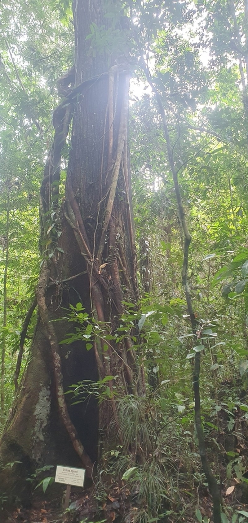 Anthoshorea agamae