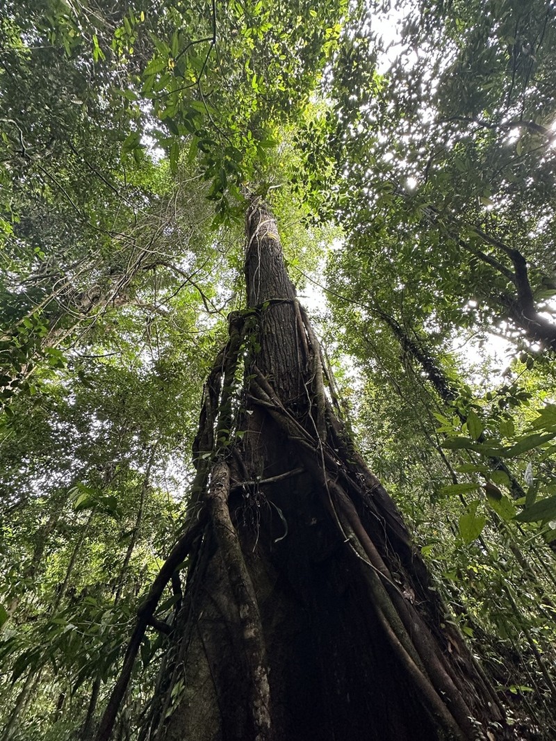 Anthoshorea agamae photo 2