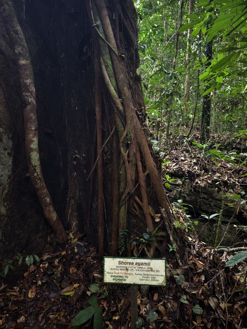 Anthoshorea agamae photo 4