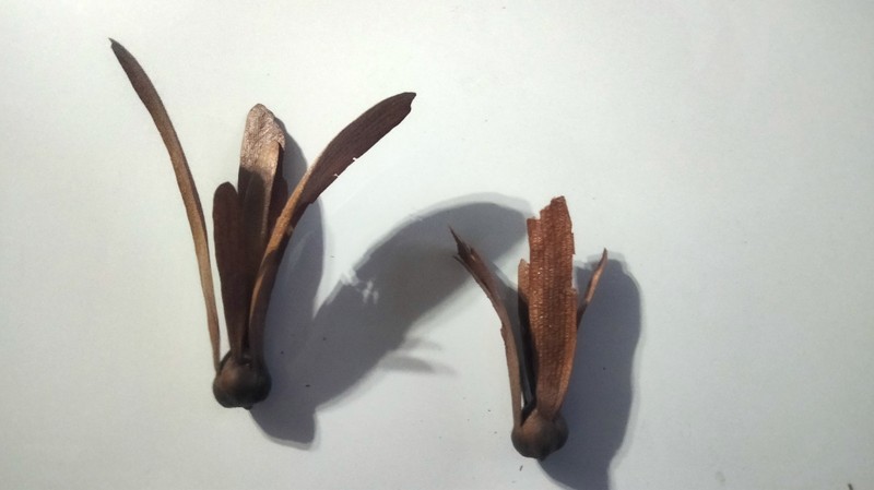 Anthoshorea assamica