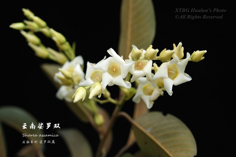 Anthoshorea assamica photo 3
