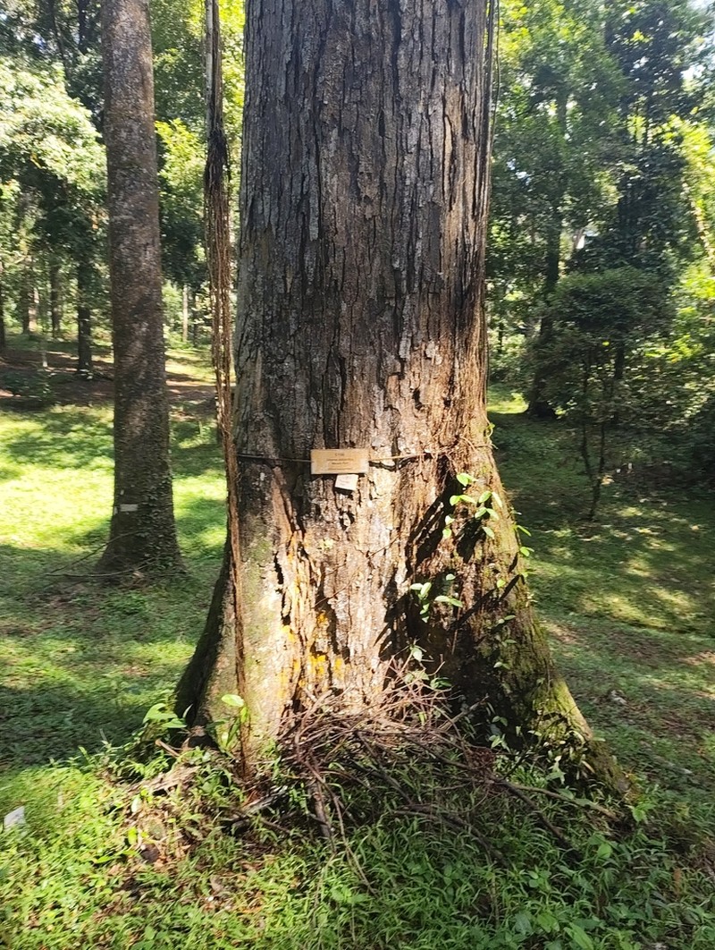 Anthoshorea assamica photo 5