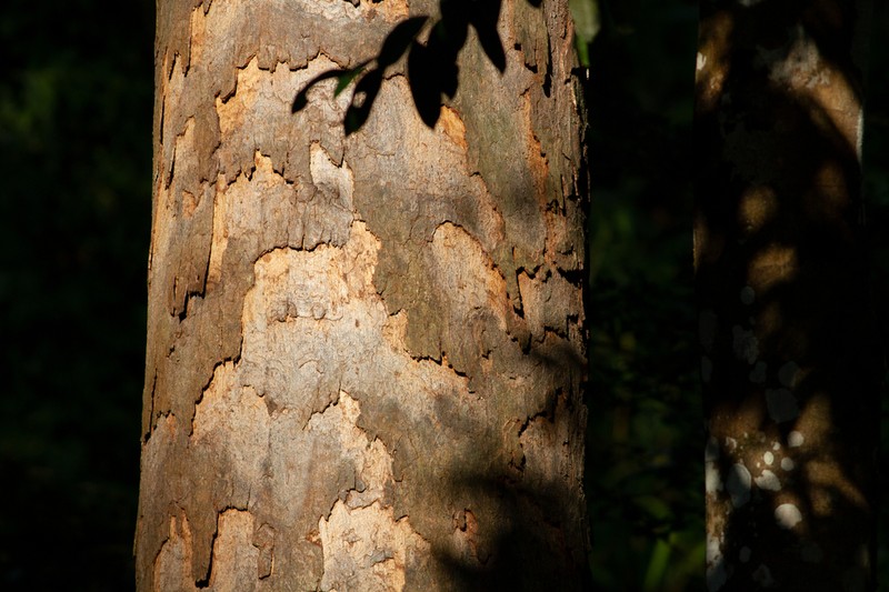 Anthoshorea assamica photo 7