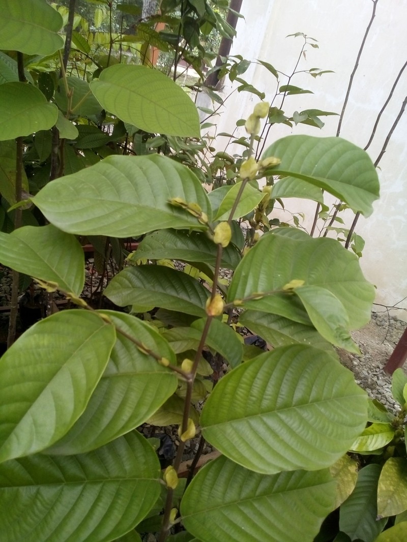 Anthoshorea assamica