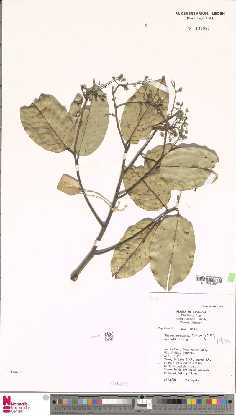 Anthoshorea bentongensis