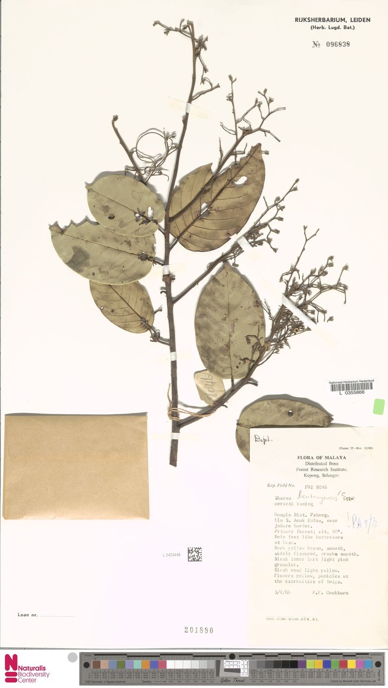 Anthoshorea bentongensis photo 2