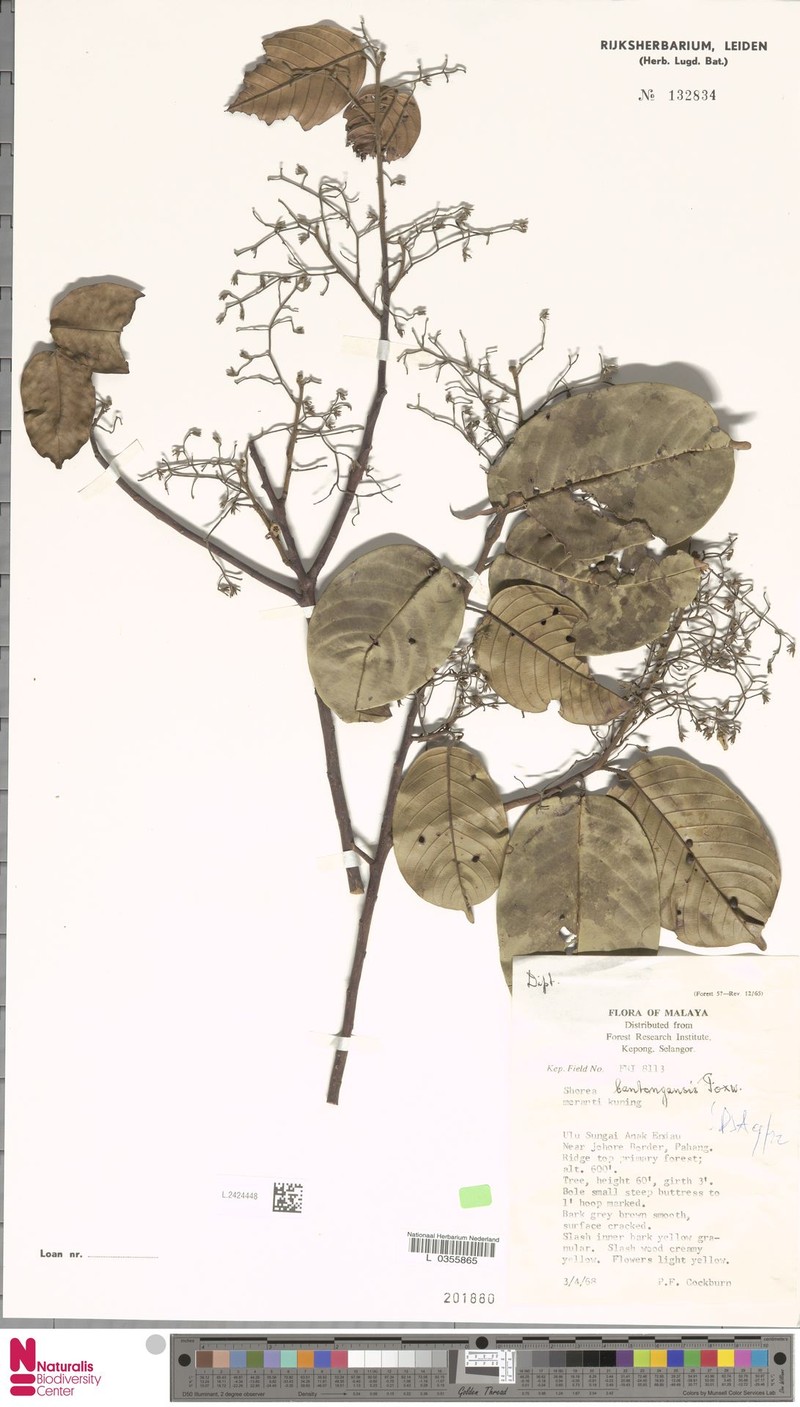 Anthoshorea bentongensis photo 3