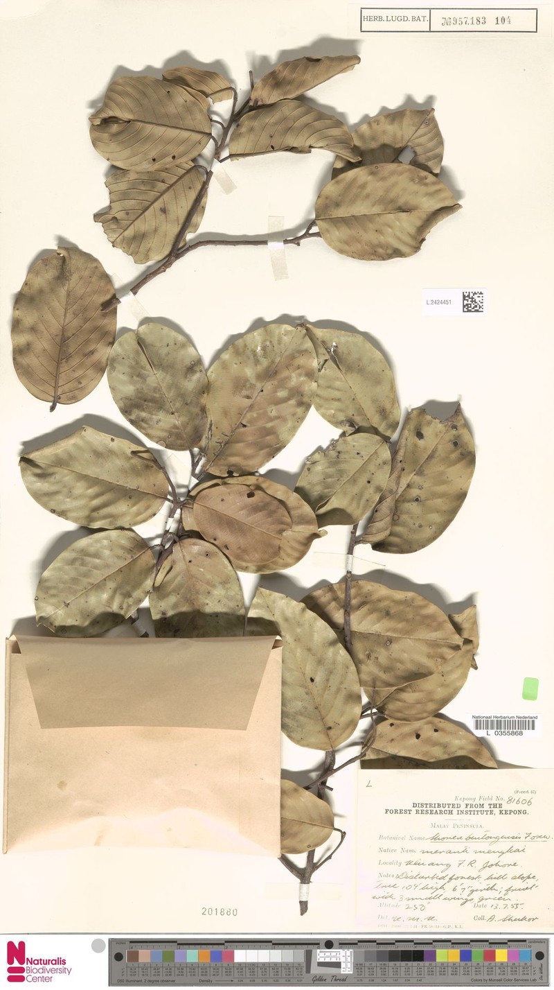 Anthoshorea bentongensis photo 4