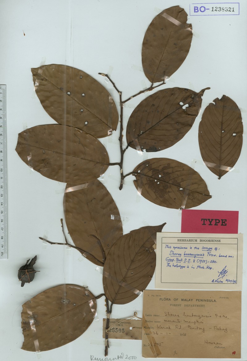 Anthoshorea bentongensis