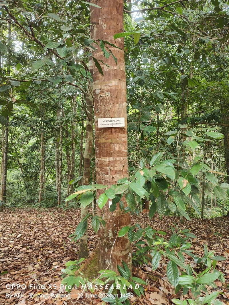 Anthoshorea bracteolata