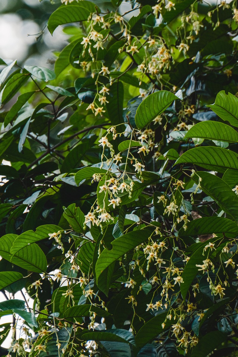 Anthoshorea bracteolata photo 3