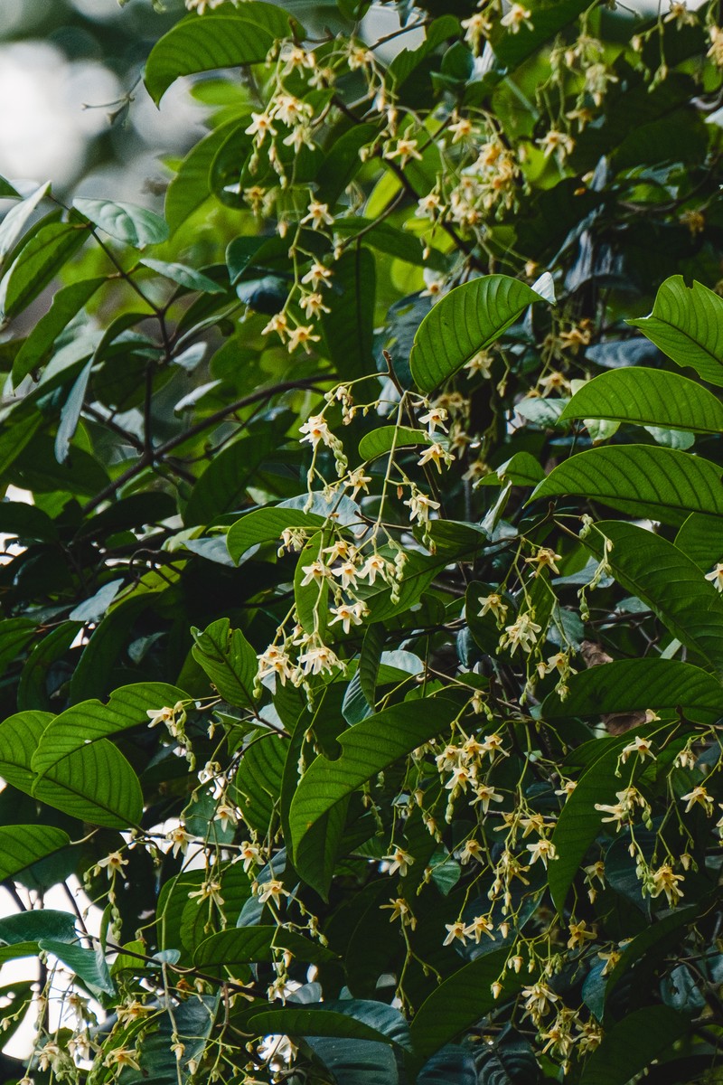 Anthoshorea bracteolata photo 4
