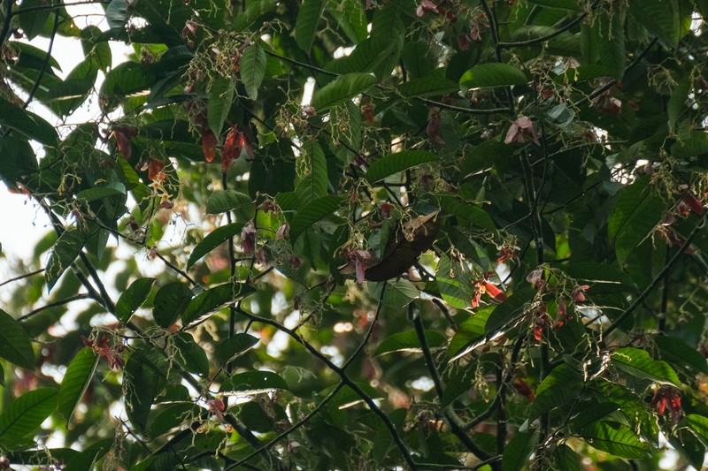 Anthoshorea bracteolata photo 5