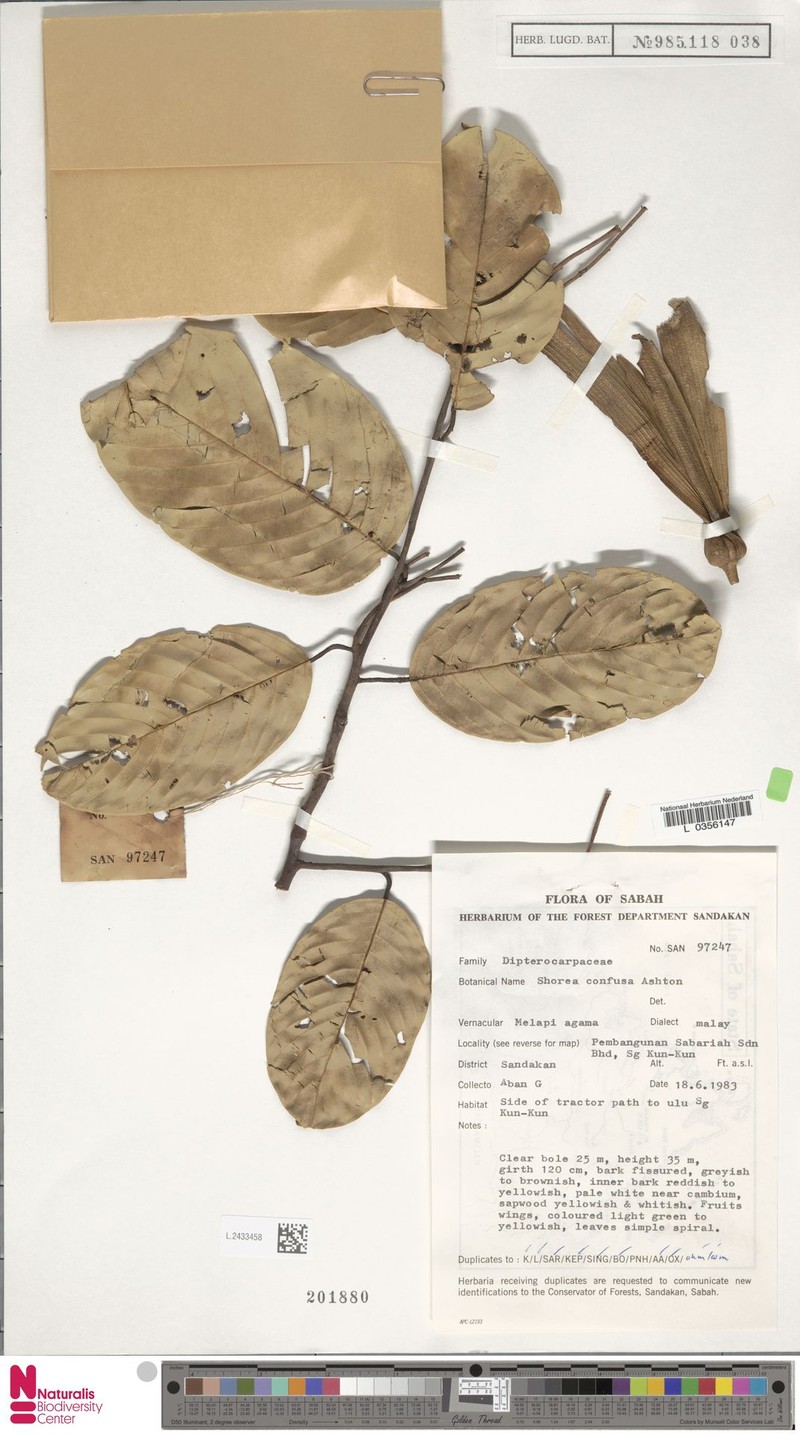 Anthoshorea confusa