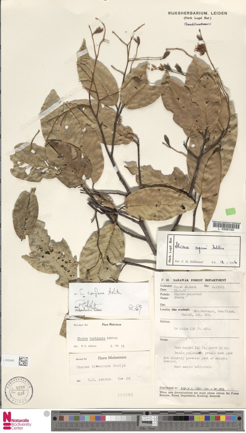Anthoshorea confusa photo 2