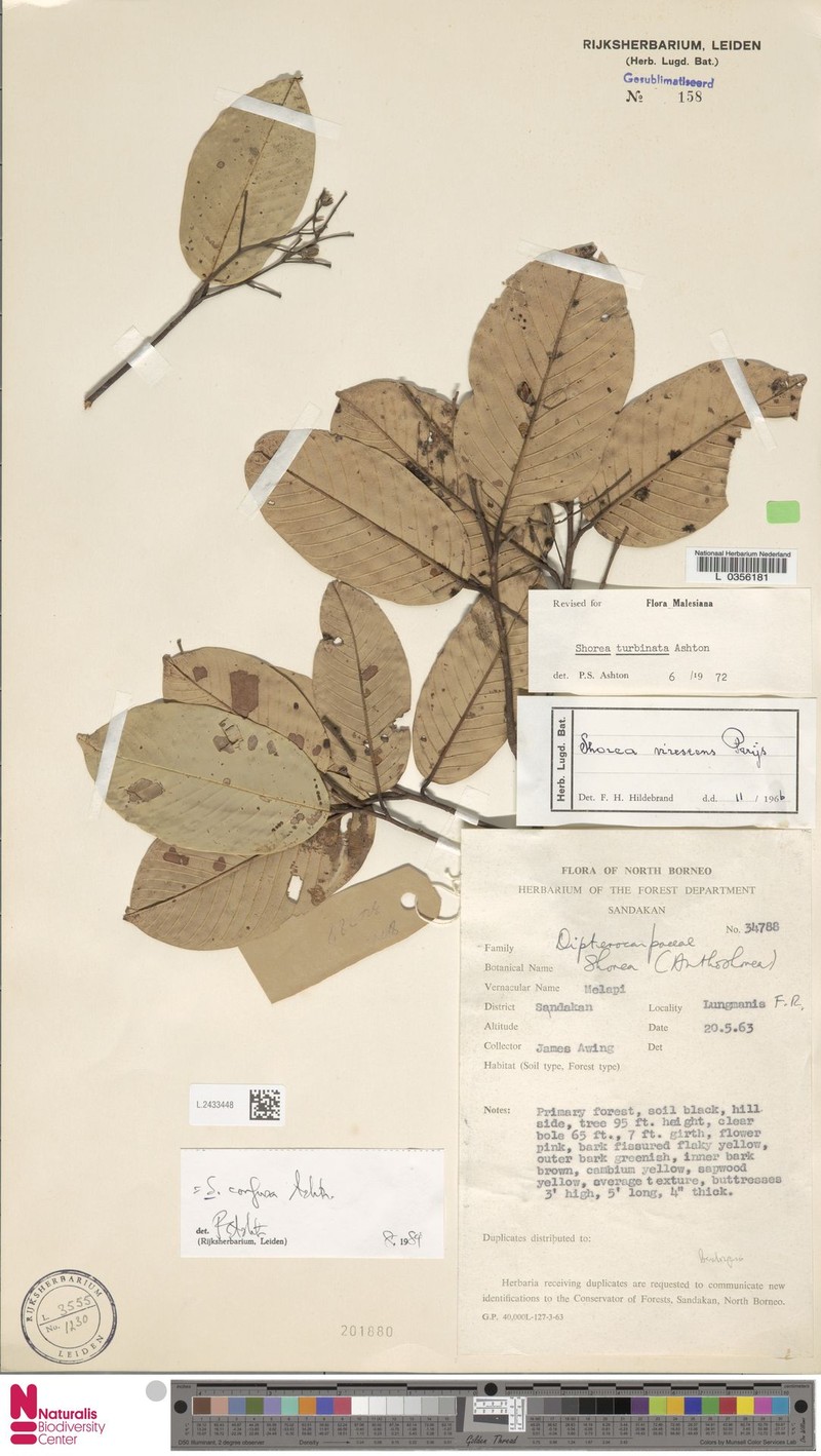 Anthoshorea confusa photo 3