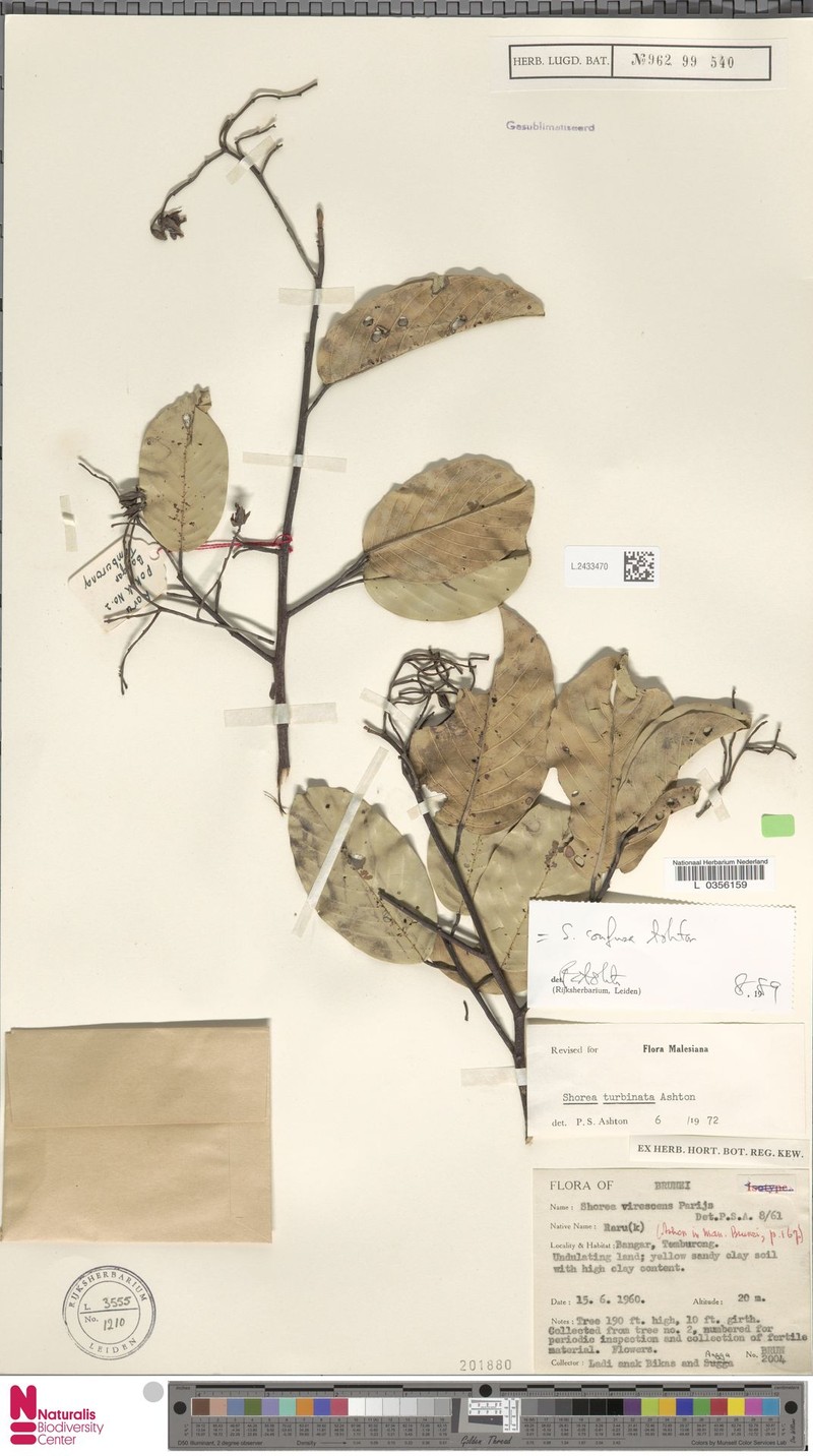 Anthoshorea confusa photo 4