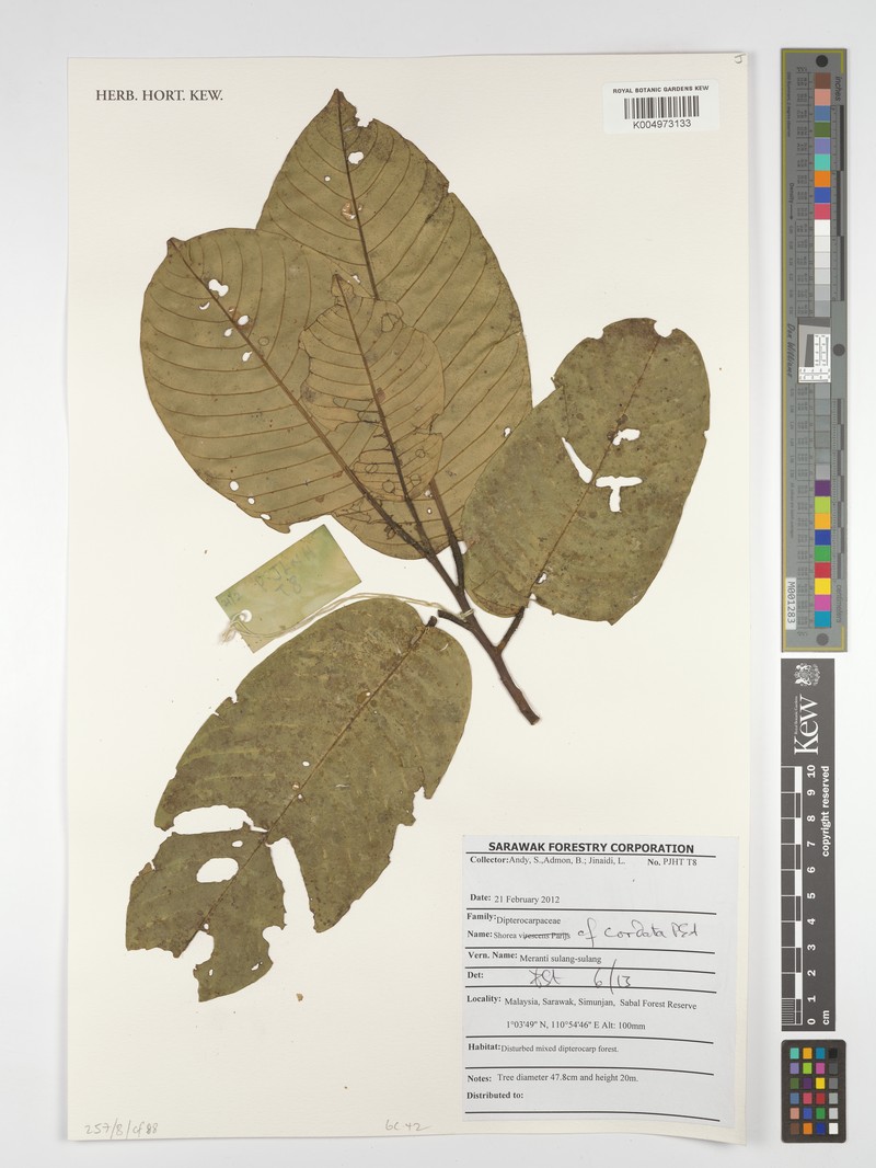Anthoshorea cordata