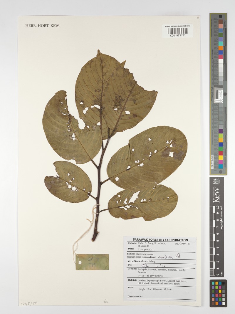 Anthoshorea cordata photo 2