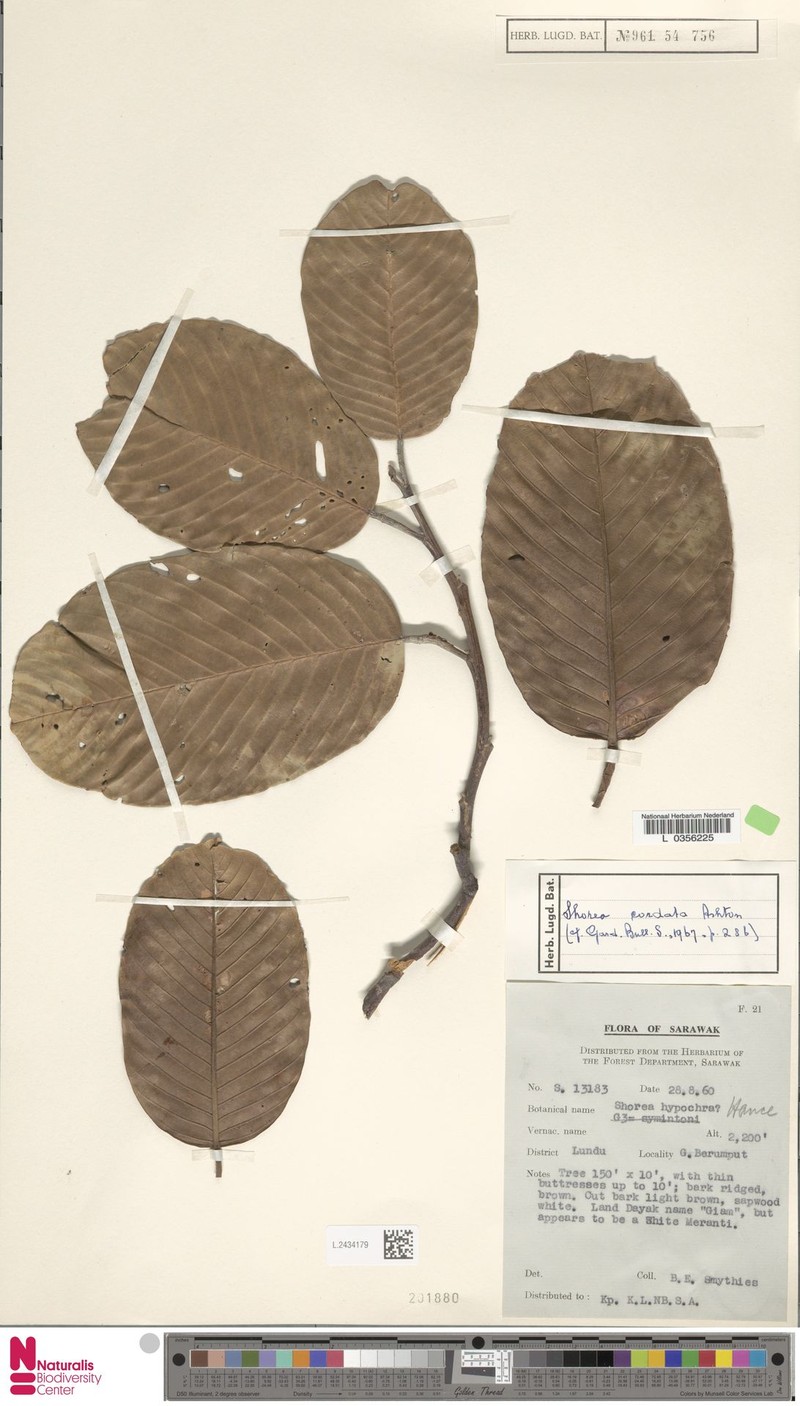 Anthoshorea cordata photo 4