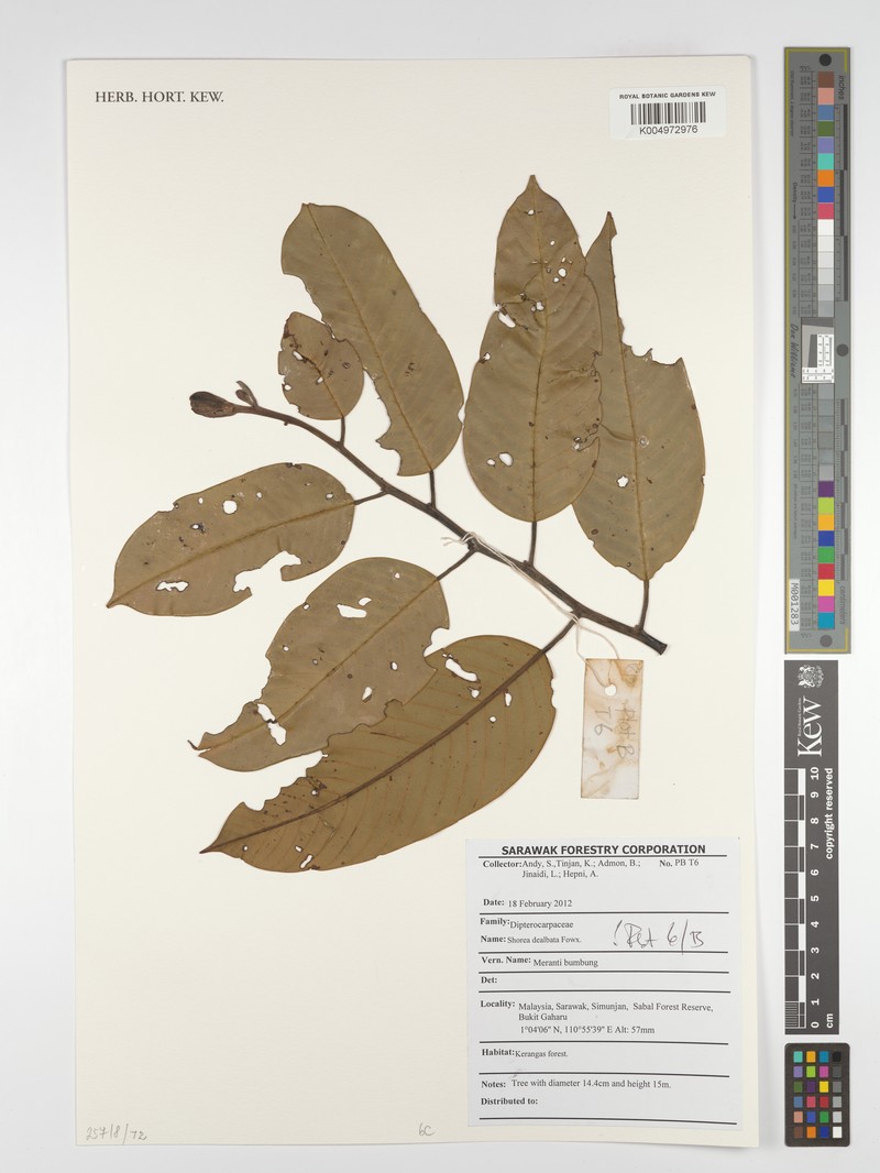 Anthoshorea dealbata