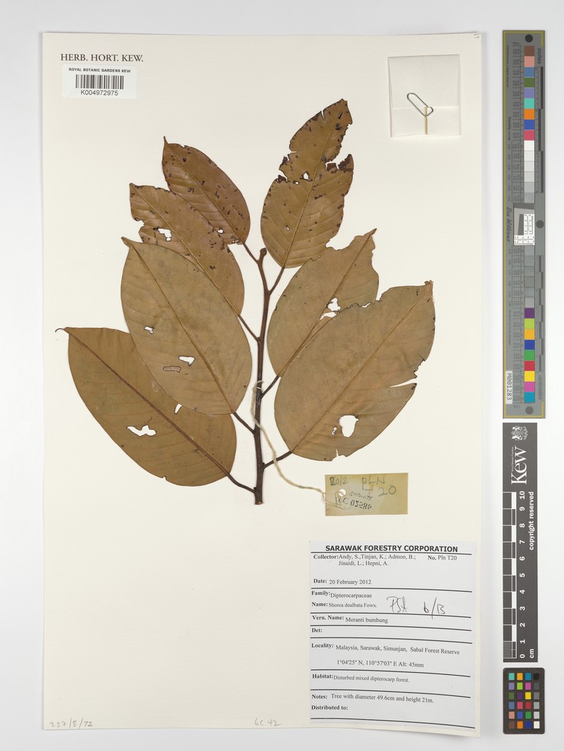 Anthoshorea dealbata photo 2