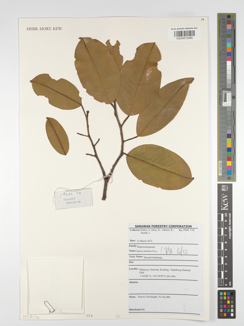 Anthoshorea dealbata photo 3