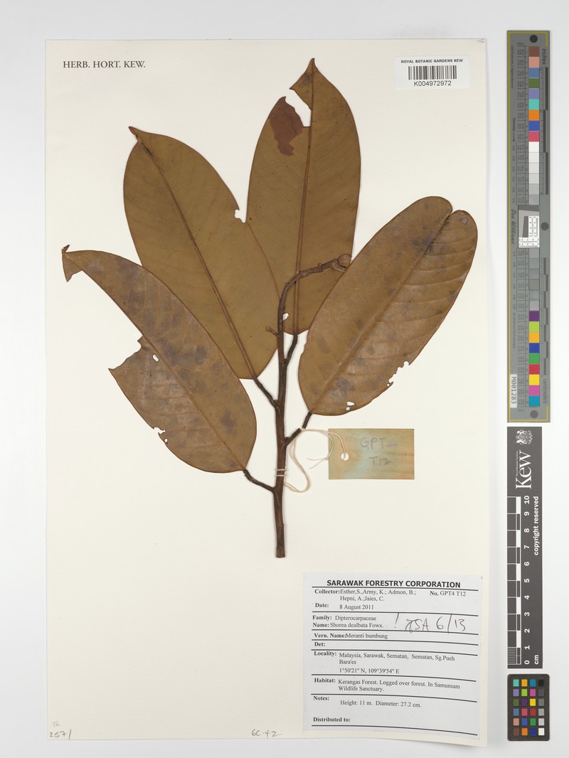 Anthoshorea dealbata photo 4