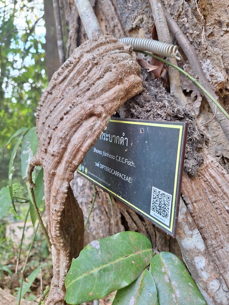 Anthoshorea farinosa