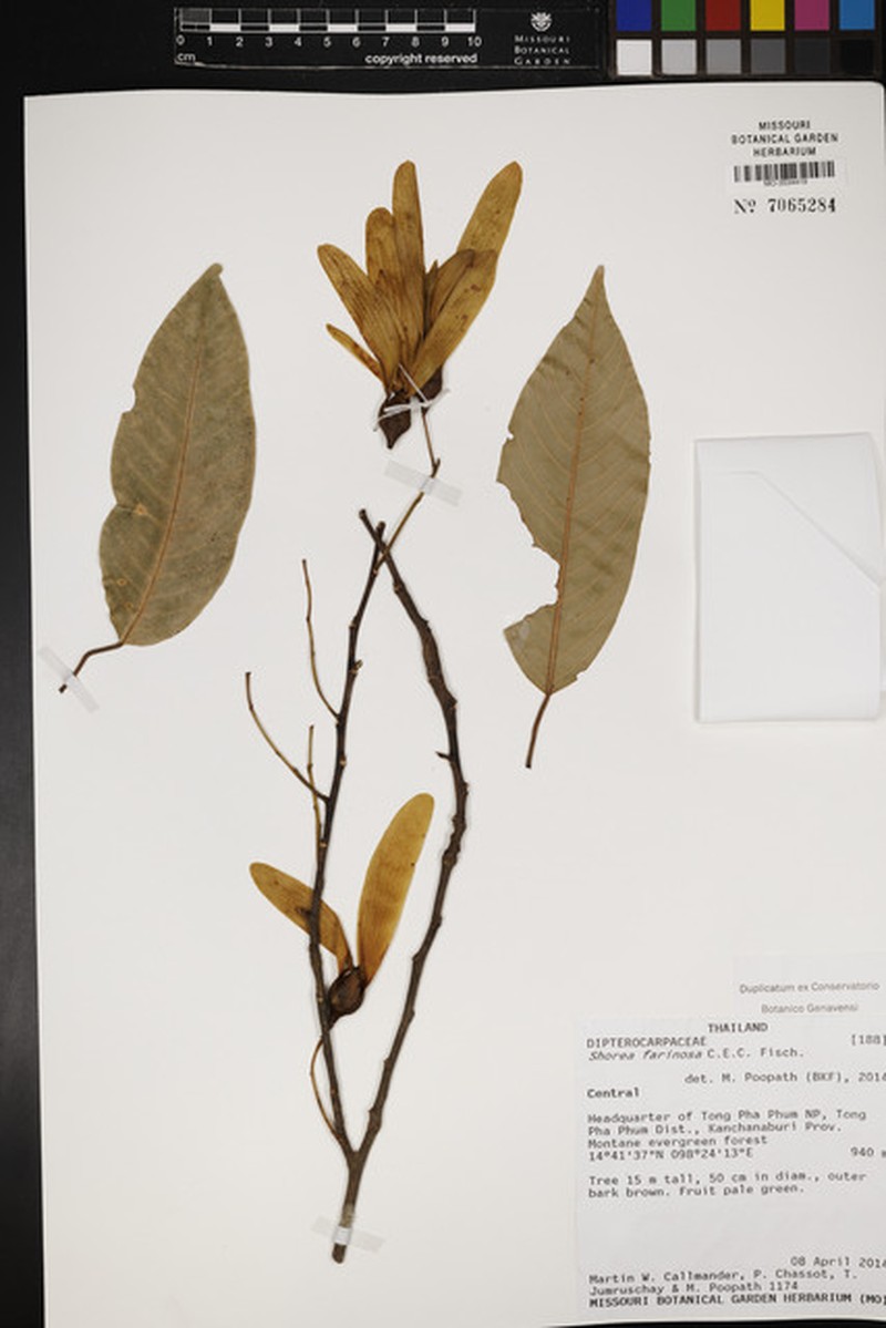 Anthoshorea farinosa photo 3