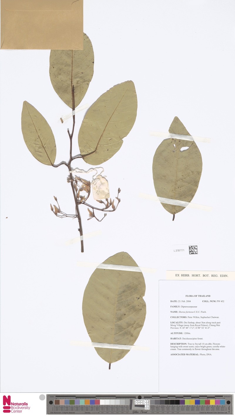 Anthoshorea farinosa photo 4