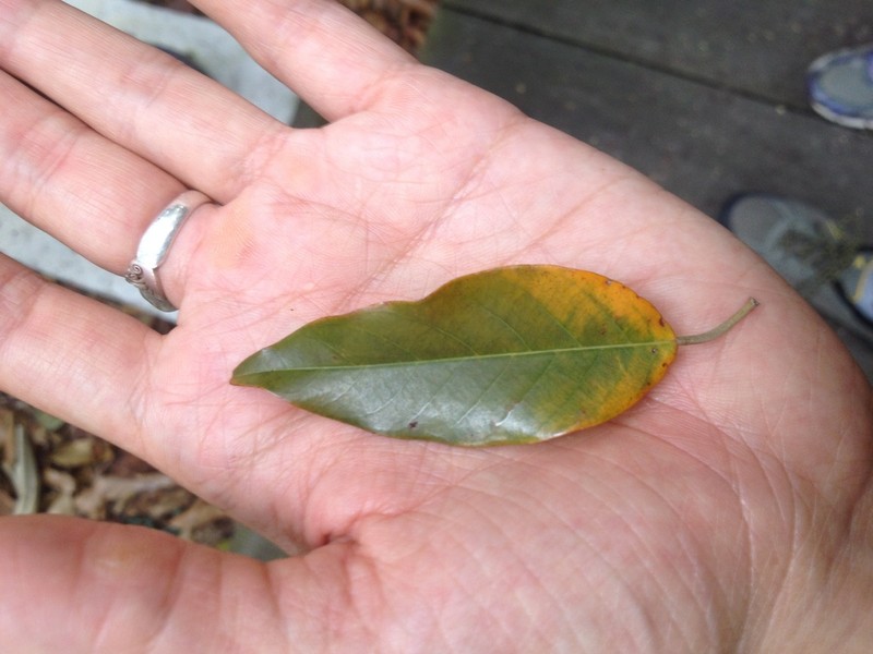 Anthoshorea gratissima photo 5