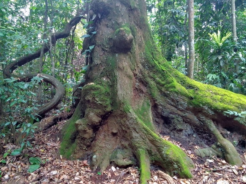 Anthoshorea gratissima