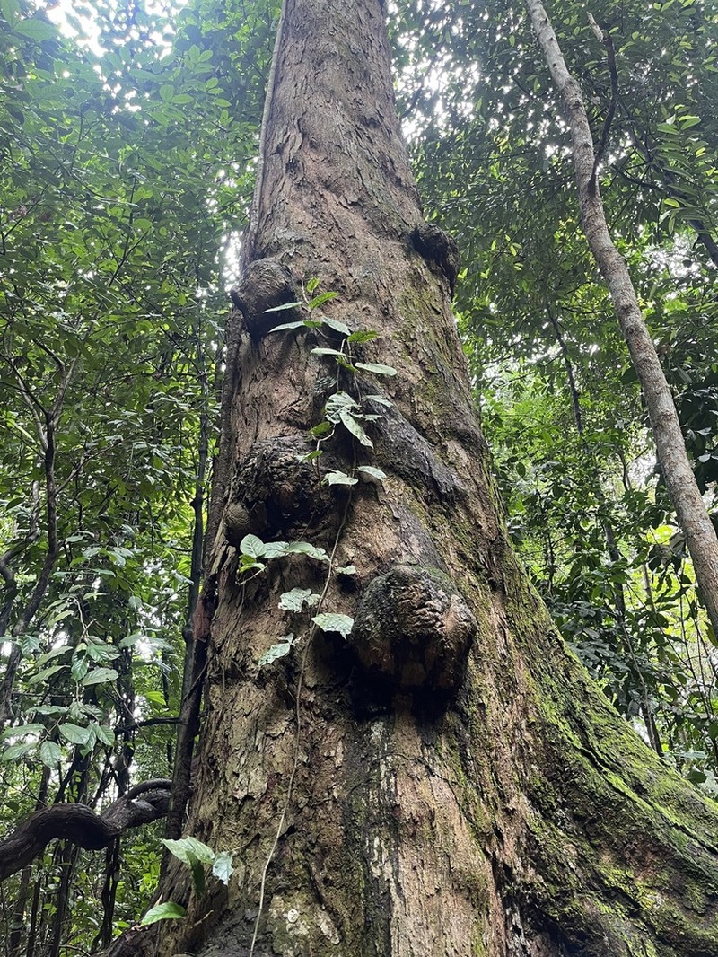 Anthoshorea gratissima photo 3