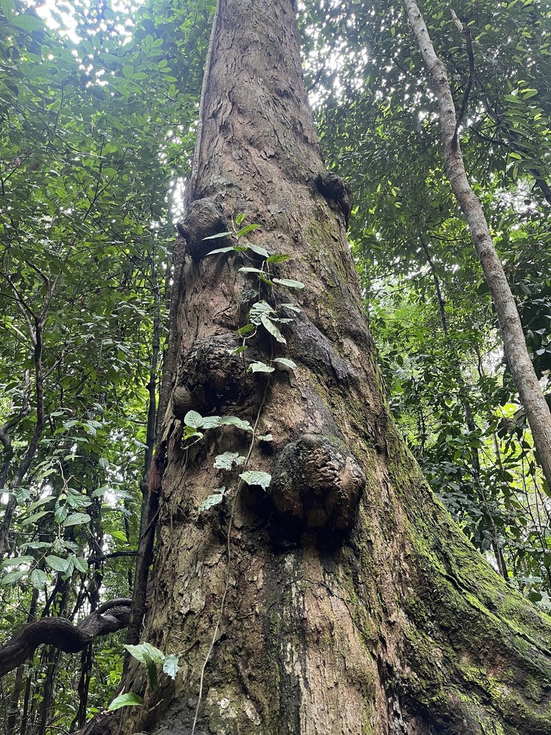Anthoshorea gratissima photo 4