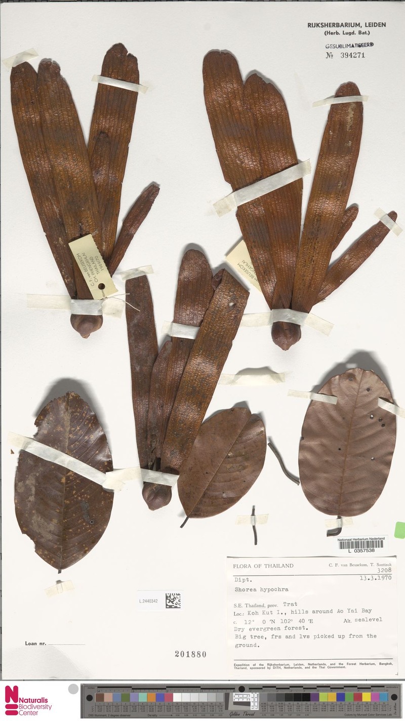 Anthoshorea hypochra photo 6
