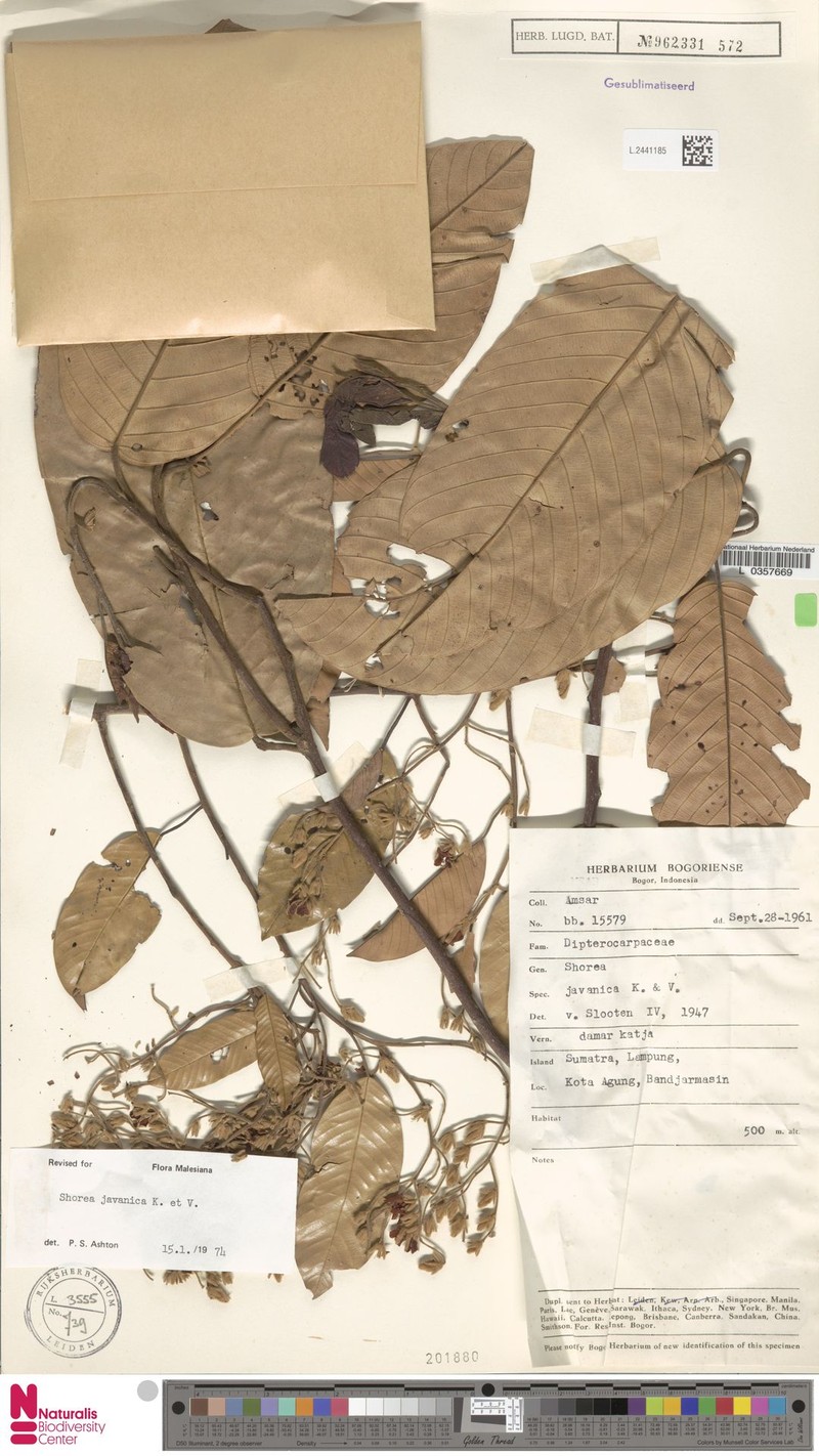 Anthoshorea javanica photo 3